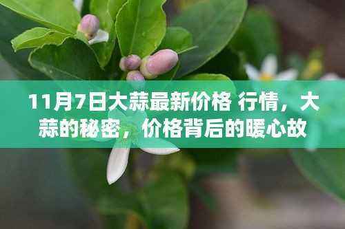 大蒜最新行情揭秘,价格背后的暖心故事与秘密