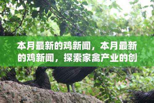 探索家禽产业创新与发展,本月最新鸡新闻报道