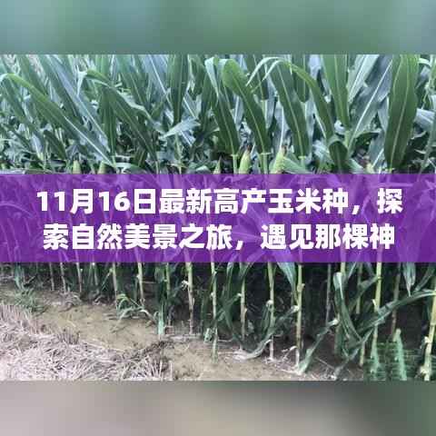 11月16日启程,探寻高产玉米种与自然的神奇之旅