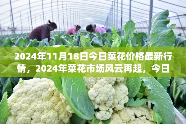 2024年菜花市场风云再起,最新价格行情深度解析