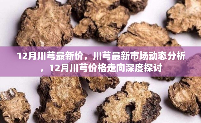深度探讨,12月川芎最新市场动态与价格走向分析