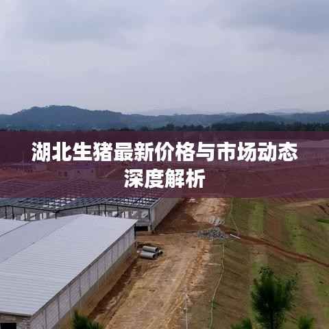 湖北生猪最新价格与市场动态深度解析